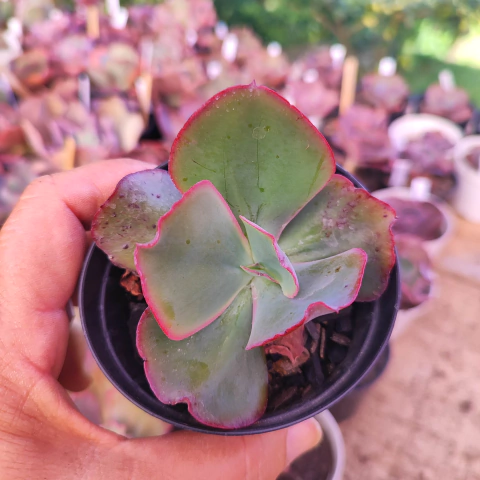 E. gib. fasson 8D pote 9