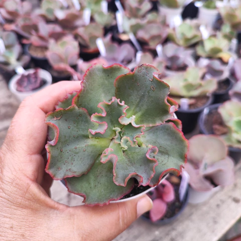 E. gib. hannover 4C pote 8 - emite carunculas - NOVIDADE