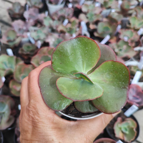 E. gib. richter 4A pote 9 - emite carunculas - NOVIDADE