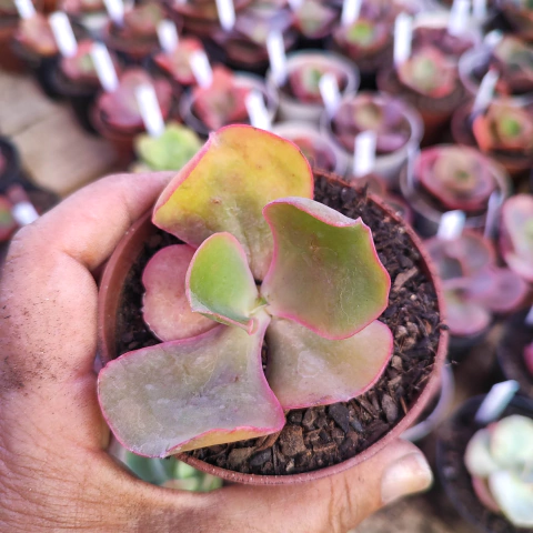 E. gib. sem id 3746 8D pote 7 a 8 - corte cicatrizado