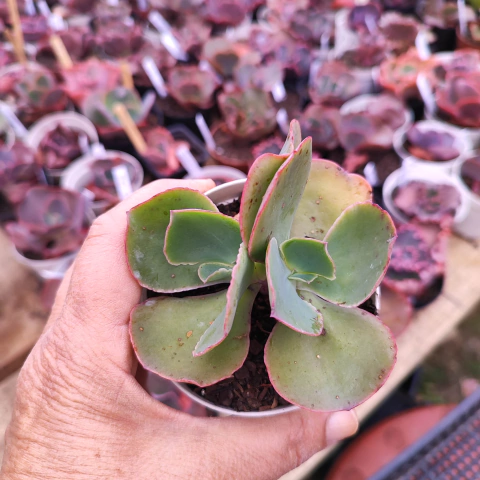 E. gib. motacilla 8C pote 9-