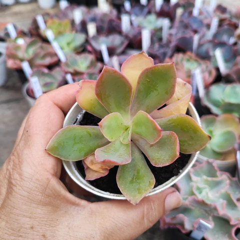 E. gibb pillar 3E pote 8 - corte cicatrizado