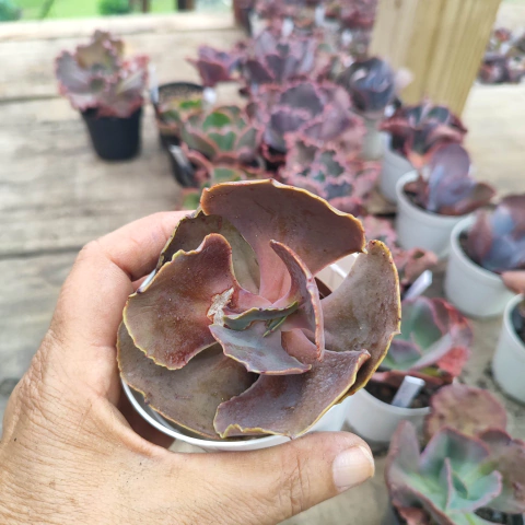 E. gib. luyu 5A pote 9 - emite carunculas - NOVIDADE - emitindo raízes