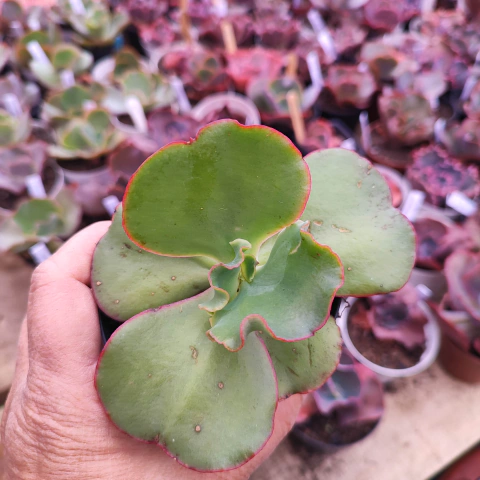 E. gib. dell arca 8C pote 9- emite carunculas - comprar online