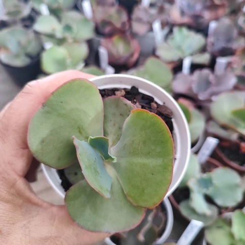 E. gib. camaino 5E pote 9 - SUCULOUCURA DA SEMANA - comprar online