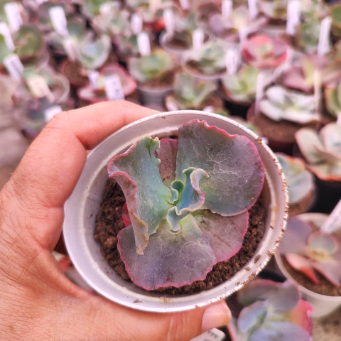 E. gib. nathan 4E pote 7 A 8 - SUCULOUCURA DA SEMANA