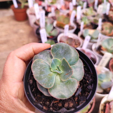 E. gib. jinx 7F pote 7 a 8