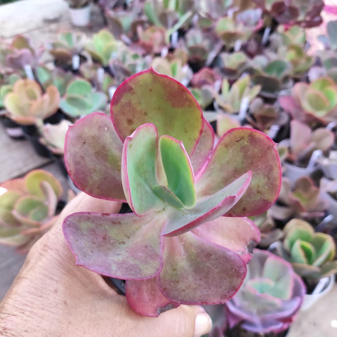 E. gib. sem id 75 pote 9