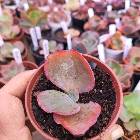 E. gib. diphda 7F pote 7 a 8- emite carunculas