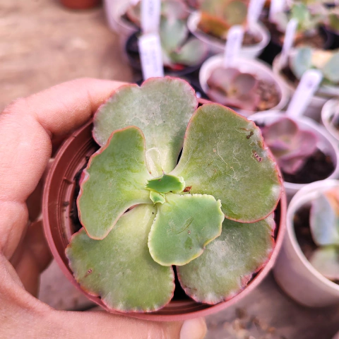 E. gib. ruth 7F pote 7 a 8