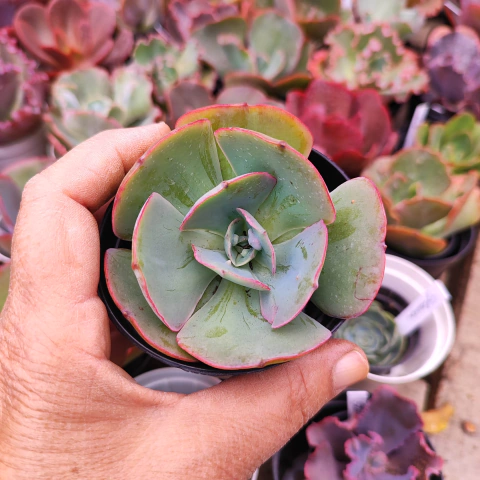 E. gib. new heigth 7F pote 9 - emite carunculas - corte cicatrizado - NOVIDADE