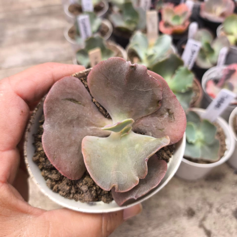 E. gib. villain 4E pote 8 - corte cicatrizado - emite carunculas