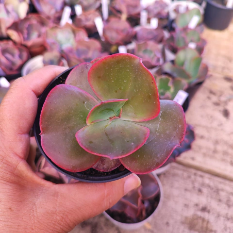 E. gib. kushala 8D pote 9 - emite carunculas