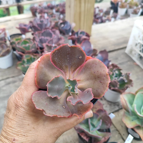 E. gib. LR carunculas 5A pote 9 - emite carunculas - NOVIDADE - emitindo raízes