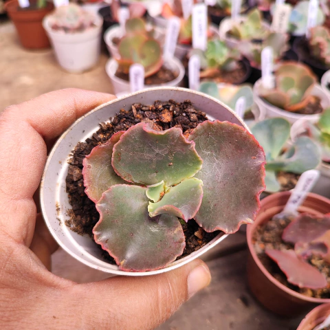 E. gib. ginger 7F pote 8