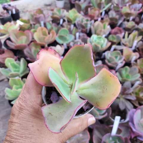 E. gib. sem id 83 pote 9