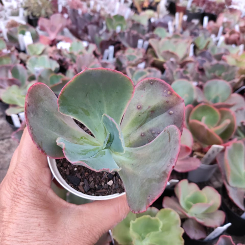 E. gib. godzila pote 9 - emite carunculas