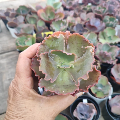 E. gib. queenie 5A pote 11 - emitindo raízes