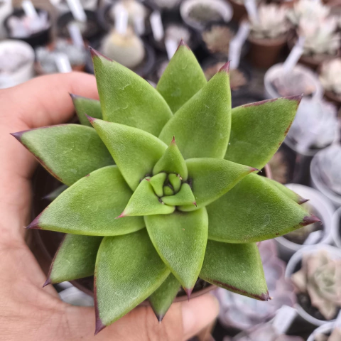 Echeveria agavoides lipstik 2E pote 9