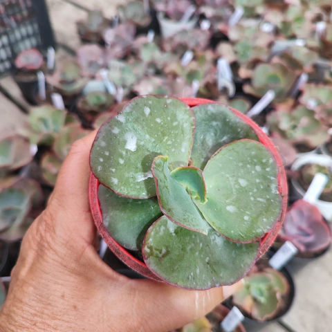 E. gib. R Tebaldi 4A pote 9 - emite carunculas - NOVIDADE