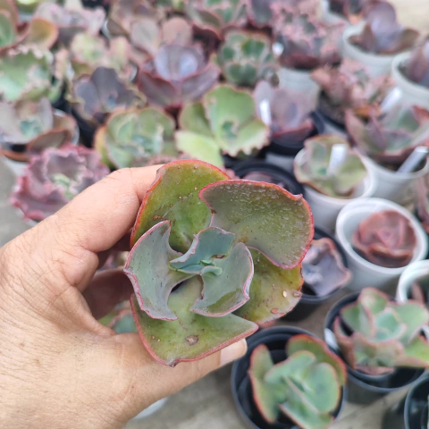 E. gib. charlote 5A pote 9 - NOVIDADE - emitindo raízes