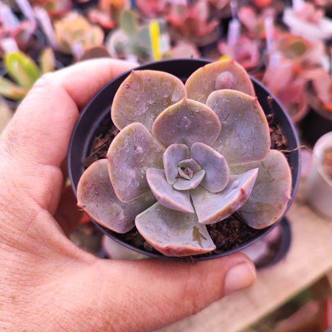 E. gib. rosaura 8D pote 9 - emite carunculas - NOVIDADE