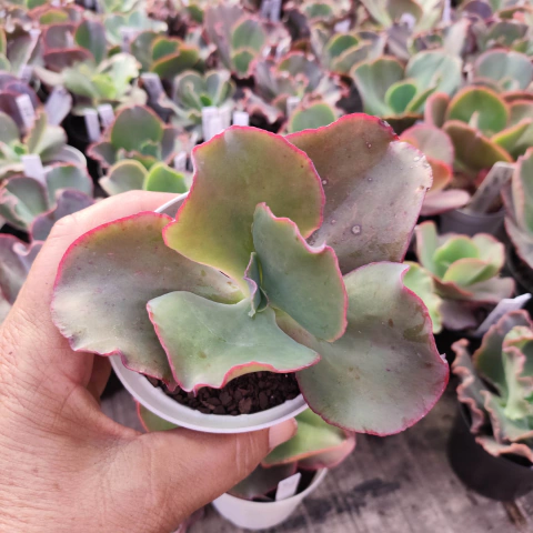 E. gib. bunterstein pote 9 - emite carunculas