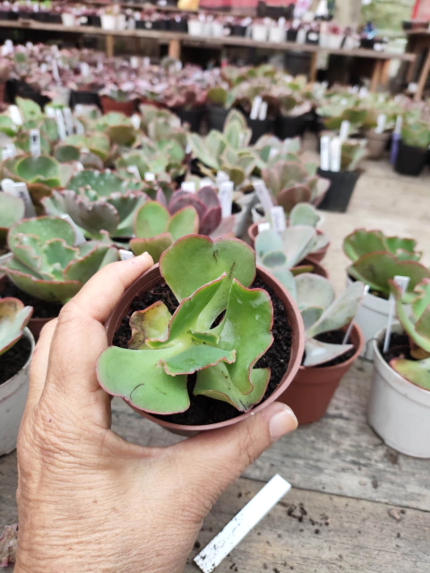 E. gib. ref 02 babados pote 9 - SUCULOUCURA DA SEMANA