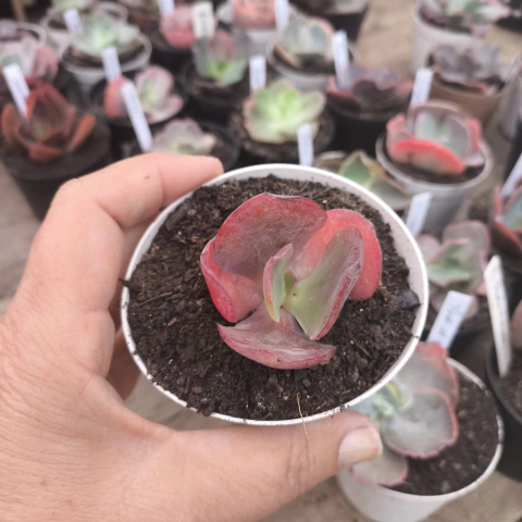 E. gibb evening dress 7E pote 7 - corte cicatrizado