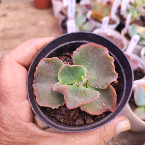 E. gib. ginger 7F pote 7 a 8