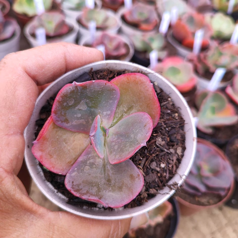 E. gibb. nathan 7E pote 8 - SUCULOUCURA DA SEMANA