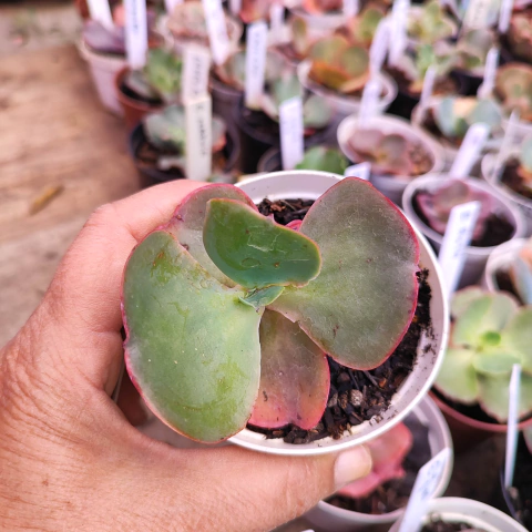 E. gib. groover 7F pote 7 a 8 - emite carunculas