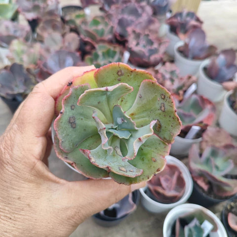 E. gib. alhambra 5A pote 9 - emite carunculas - NOVIDADE - emitindo raízes - comprar online