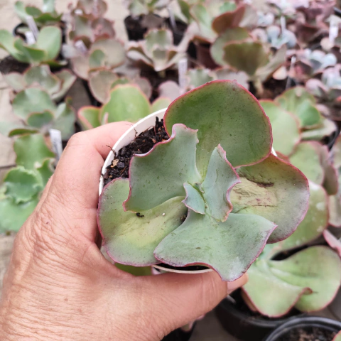 E. gib. zerbineta pote 9 - emite carunculas - SUCULOUCURA DA SEMANA