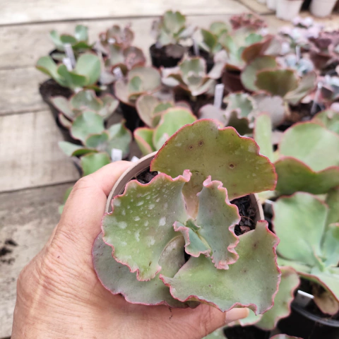 E. gib. pamphile pote 9 - emite carunculas - SUCULOUCURA DA SEMANA