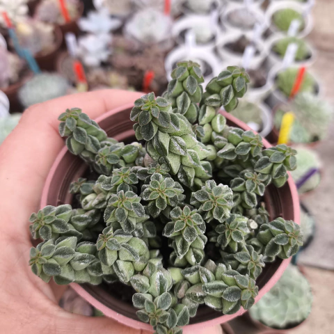 Peperomia columella 2E pote 9