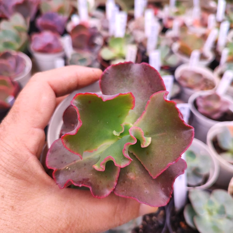 E. gib. walker 7F pote 9 - emite carunculas - corte cicatrizado - NOVIDADE