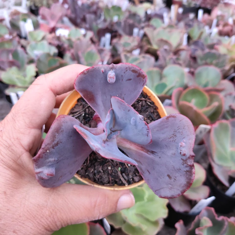 E. gib. mormodica charanthia pote 9 - emite carunculas