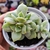 Echeveria Sweet snow 2G pote 8 - NOVIDADE na internet