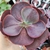 Echeveria gibbiflora Côco 5E pote 8 - emitindo raízes na internet