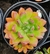 Echeveria Frida Khalo 2G pote 7 - NOVIDADE na internet