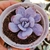 Echeveria Lauii 2G pote 7 - PROMOÇÃO - comprar online