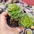Echeveria Rolly 2B pote 9 - Nani Suculentas