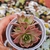 Echeveria Red Flame 2C pote 7 - SUCUOFERTA ESPECIAL - Nani Suculentas