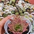 Echeveria Red Flame 2C pote 7 - SUCUOFERTA ESPECIAL - loja online