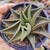 Haworthiopsis limifolia 3F pote 9 - SUCULOUCURA DA SEMANA - Nani Suculentas