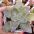 Echeveria gibbiflora Suloa 4G pote 8 na internet