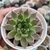 Echeveria Black tips 2E pote 7 - comprar online
