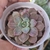 Echeveria Hibrida de Ness 2F/2G pote 8 - comprar online