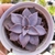 Echeveria rudolf 2C pote 07 na internet